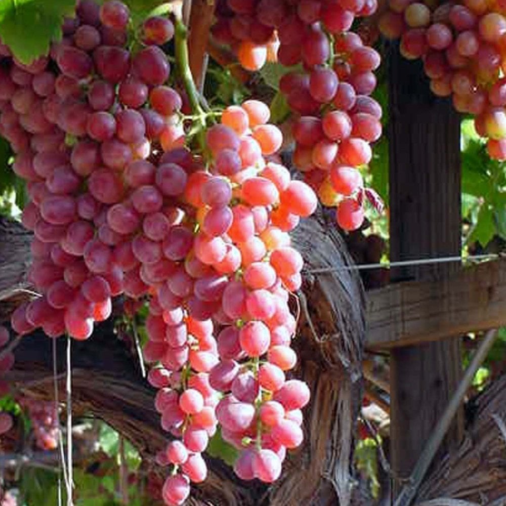 Asma (Üzüm) Hangi İklimde Yetişir? Soğuğa Dayanıklı mı?