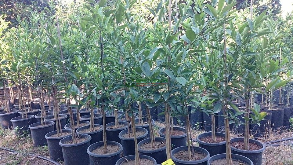 Çorum'da Fidan Satış Yerleri: En İyi Fidanlıklar ve Dikkat Edilmesi Gerekenler