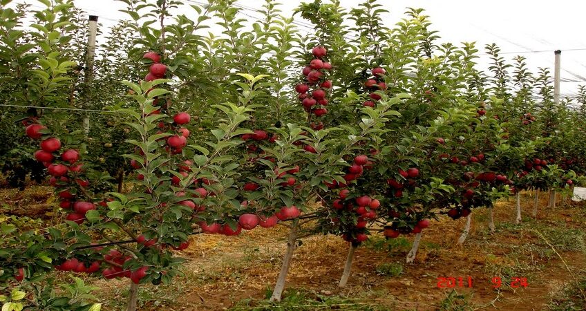 En Az Bakım İsteyen Meyve Ağaçları Nelerdir?