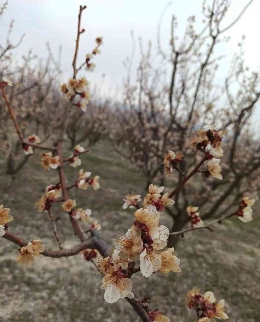 Kayısıyı Neden Don Vurur?