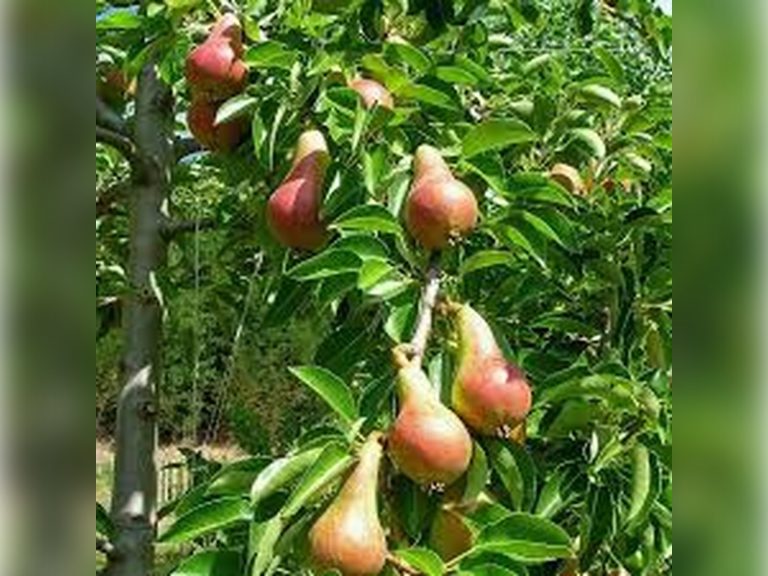 Armut Fidanı — Deveci