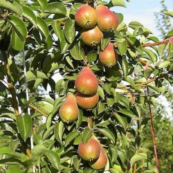 Armut Fidanı — Deveci