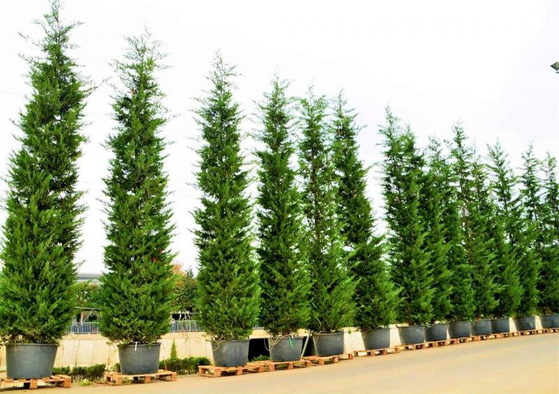 Leylandi - Çorum’un İklimine Tam Uyumlu 